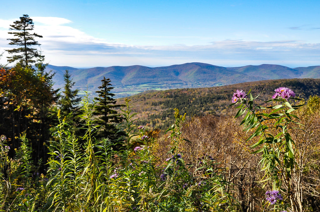 Mt. Greylock vista with wildflowers